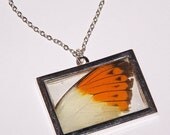 REAL BUTTERFLY wing necklace