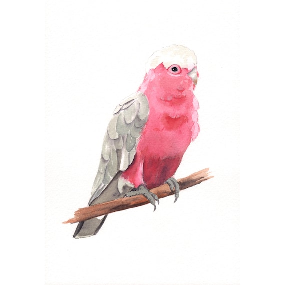 Galah painting - bird print of watercolor painting - 5 by 7 print
