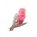 Galah painting - bird print of watercolor painting - 5 by 7 print