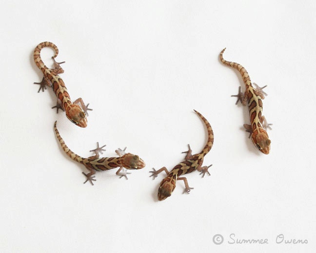 Lizard Photography - Reptile and Lizard Art - Pictus Geckos - Wee Beauties - 8x10 Fine Art Photo