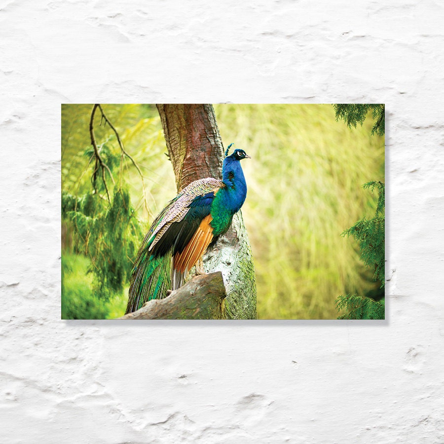 peacock photo green blue feathers fine art nature photography vibrant color animal photograph colourful bird - geishaphotography peacock photo green blue feathers fine art nature photography vibrant color animal photograph colourful bird - geishaphotography