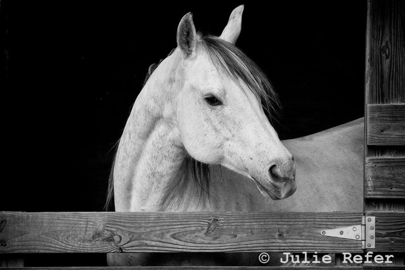 Horse Photography Black and White Horse Art Print