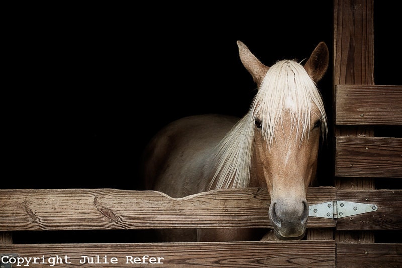 Horse Photography Rustic Country Decor