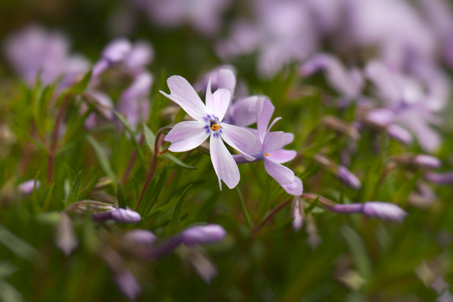 Nature Photography - Spring Flowers - Purple - Soft - Close Up - Home Decor - Flower Photograph - Wall Art - Floral - Cottage Decor - 6X9