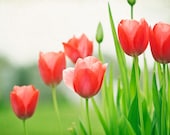 Flower Photography - red tulip wall art green white - spring floral prints - colorful picture red decor - 8x12 Photograph, "Love's Own Hue"