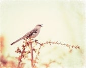 Bird Photography - pale yellow cream nature print light nursery wall art neutral brown botanical - 8x10 Photograph, "A Little Bird Told Me" - CarolynCochrane Bird Photography - pale yellow cream nature print light nursery wall art neutral brown botanical - 8x10 Photograph, "A Little Bird Told Me" - CarolynCochrane