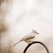 Bird Photography - neutral wall art nature photo - tufted titmouse cream - white beige light brown - fine art print picture - 8x8 Photograph