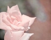 Spring Rose Photography Print 11x14  Fine Art Pink Flower Nature Petals Romantic Dreamy Landscape Photography Print.