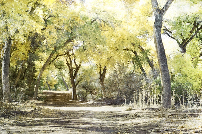 Woodland Photography Print 11x14 Fine Art New Mexico Spring Foliage Dirt Road Landscape Photography Print.