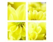 Spring yellow Set of 4 photos 5x5" Flower photography