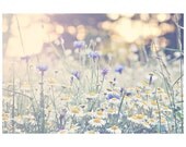 Flowers, Summer, Pastel, Daisy 10x8" Fine art Photography