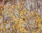 Pastel yellow tree photograph- golden, spring, branches, nursery decor, whimsical,  blooms, nature, sky, fine art photography, 8x10 print