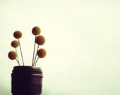 Mint flower photograph- yellow, botanical, window, ethereal, nursery decor, whimsical, camera lens, fine art photograph, 8x10 print