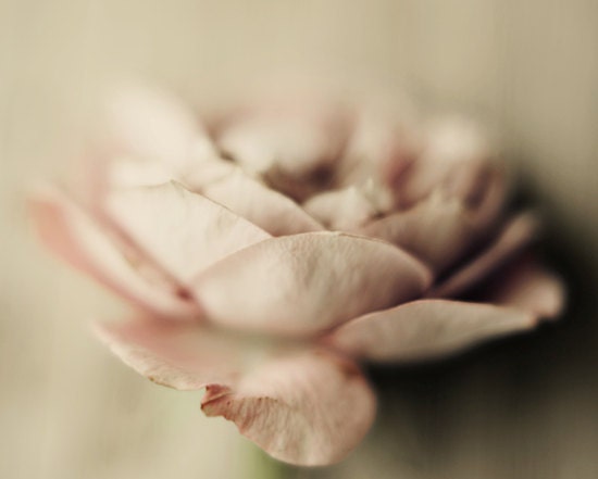 Rose photograph- pale, pink, muted colors, shabby chic, spring,  floral, cream, romantic,  pastel,  8x10 print, fine art photograph - dullbluelight