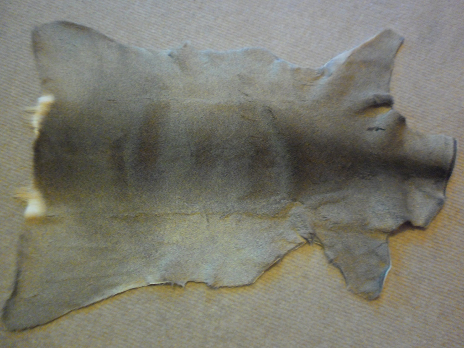 Roe Deer Skin - shaman druid pagan witch crafts altar cover