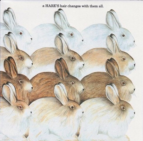 Vintage Print - Animals, Baby Decor, Nursery, Hares, Bunny, Bunnies - labiblioteca