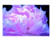 Flower Nature Photography Ethereal Pink Blue Lavender white black cool pink Peony dreamy abstract macro