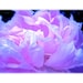 Flower Nature Photography Ethereal Pink Blue Lavender white black cool pink Peony dreamy abstract macro