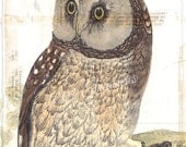 Antique Owl Collage Art Print  - 5 x 7 - Owl B - Woodland