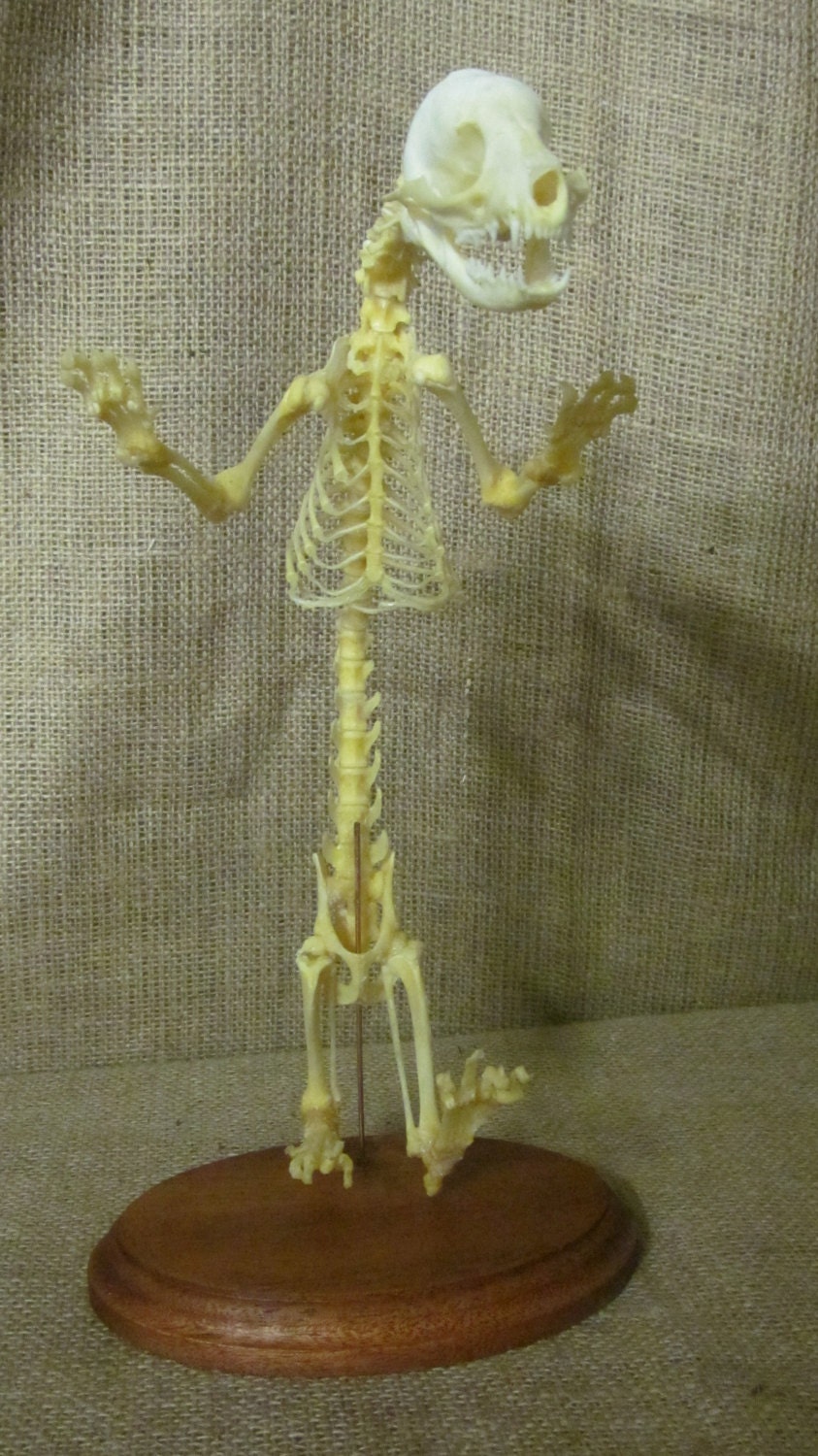 Taxidermy English Fox cub upright mounted re-articulated oddity
