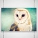 Barn Owl Photo - 8x12 Photograph - Owl Art Print - Owl Photograph - dreamy fairy tale teal peacock blue mint 'Soaring through my Atmosphere'