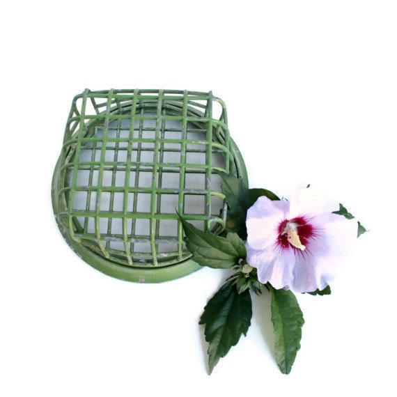 Huge Flower Frog, Cage