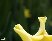Yellow tulip, abstract nature, fine art photo, gift for her, home decor, floral photograph, 8x10, Giclee print - titled: Peek-a-boo