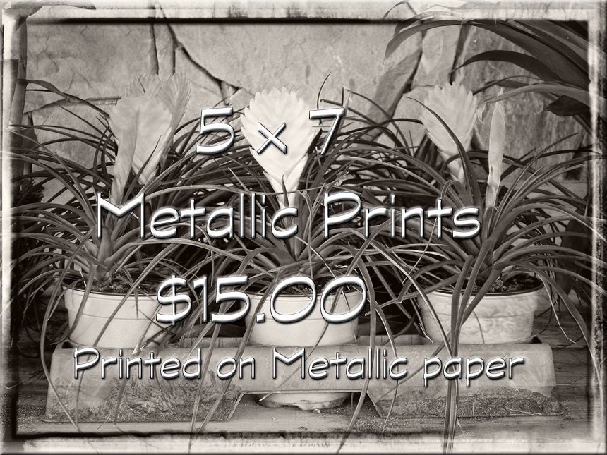 Enlarge Any Photograph Seen Here on Metallic Paper - 5 x 7  Print