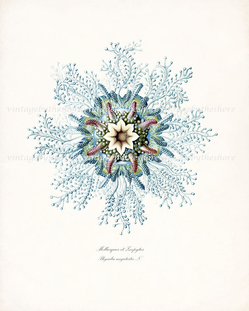 Fantasy Sea Life Illustration - Mollosque Natural History Digital Print 8x10 - Aqua