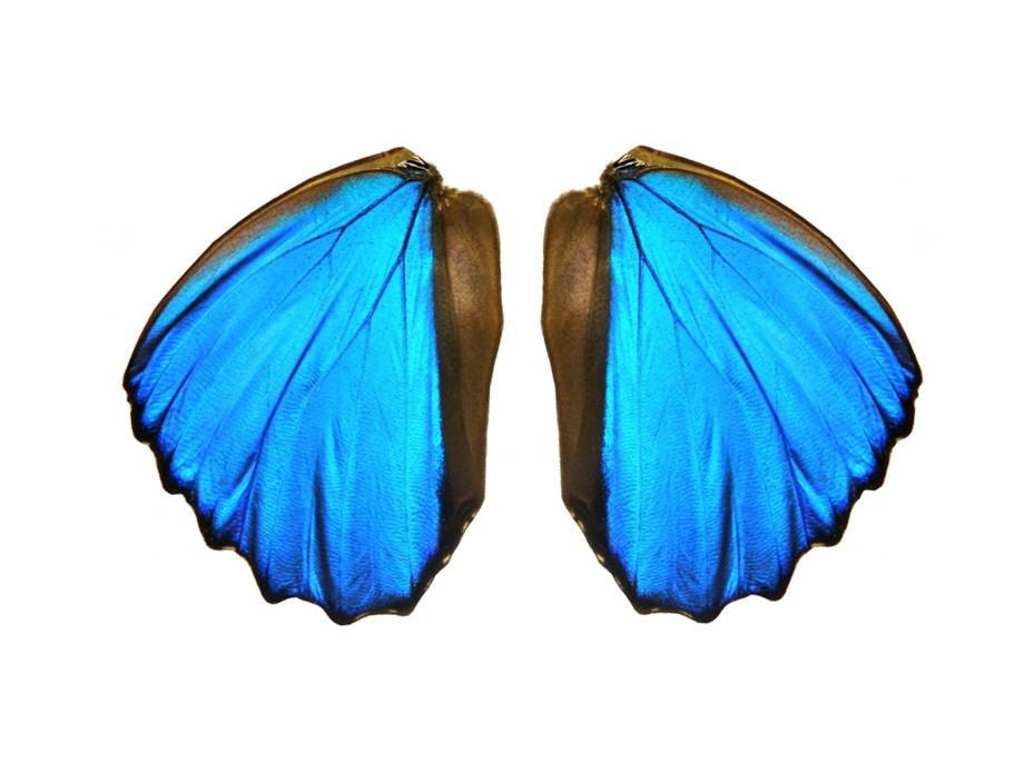 Real Butterfly Wings for crafting and art projects - Blue Morhpo butterfly (LARGE SIZE) - 5 pairs/10 wings