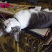 LUCY's Pet Charity 100% Donation for local No Kill Animal Shelter