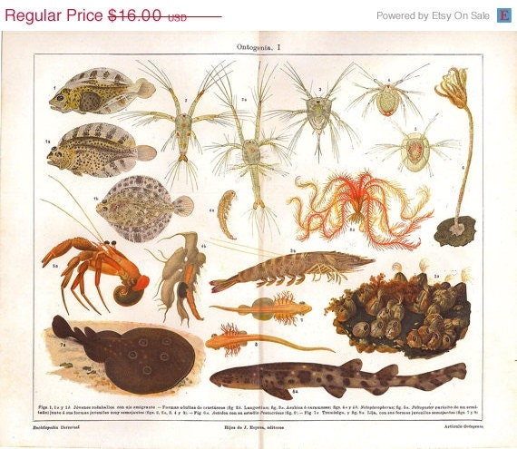 Marine Life Vintage Art Print  Fishes Crustaceans Crinoids 1920s