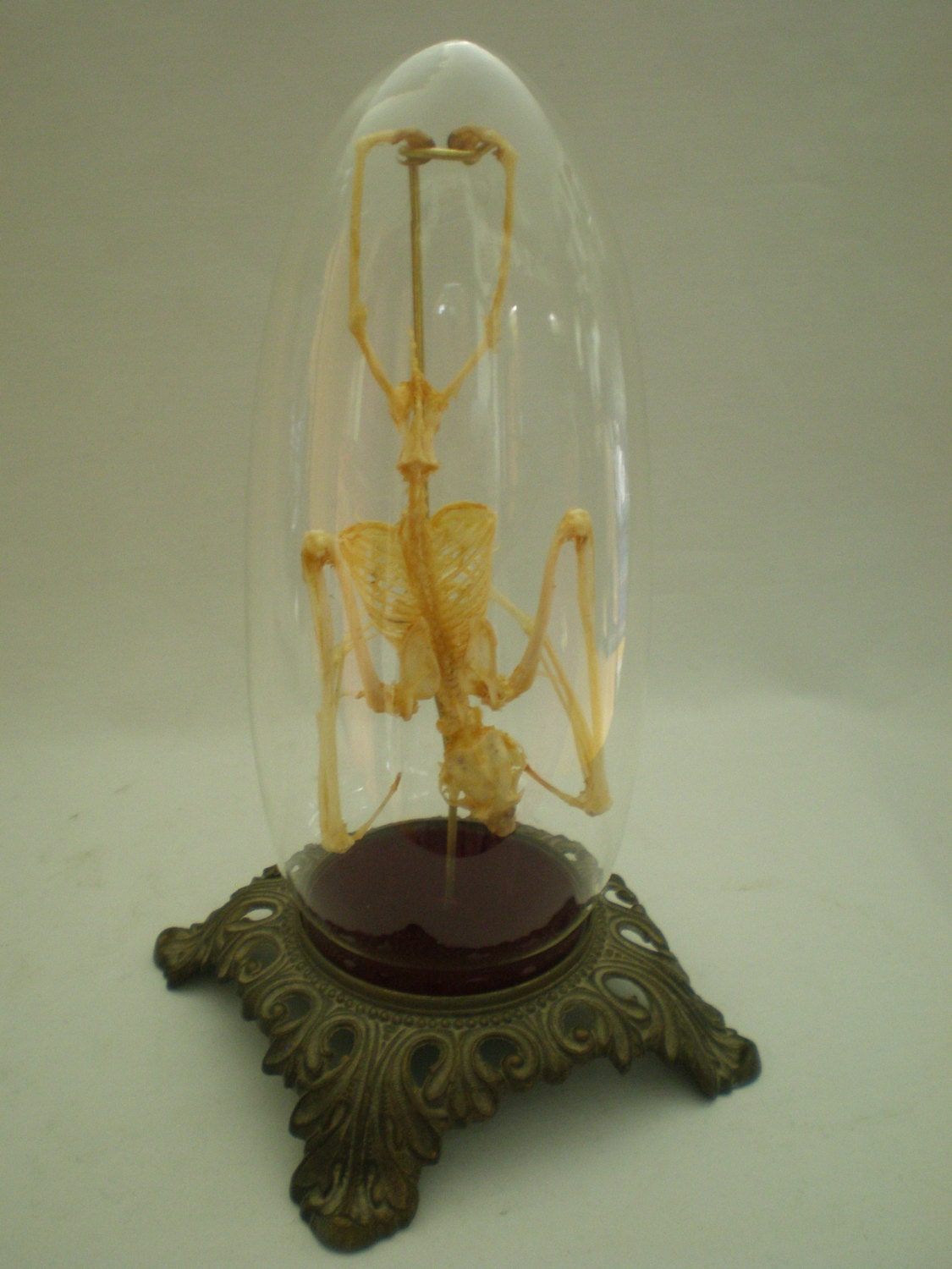 Articulated Bat Skeleton in Glass Dome