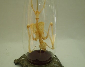 Articulated Bat Skeleton in Glass Dome