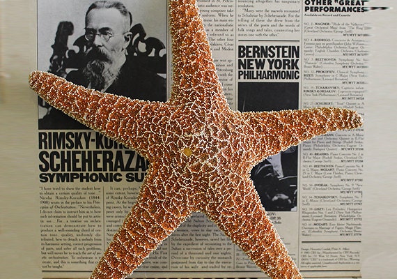 Extra Large Sugar Starfish (10-12")
