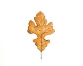 SALE - 15% OFF - Oak Leaf - Original Watercolor Painting