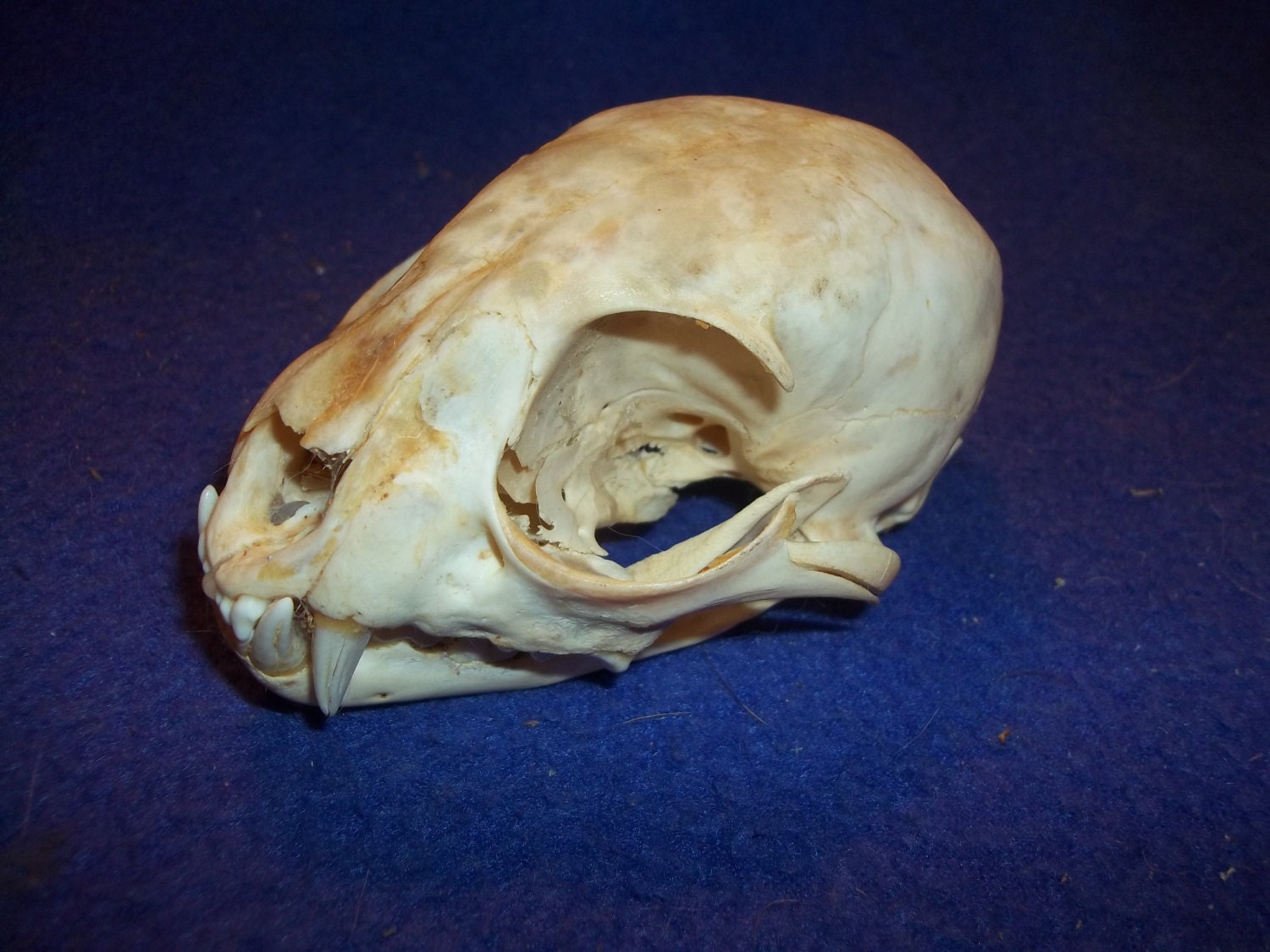 Real animal bone old Deformed Bobcat Skull skeleton taxidermy parts
