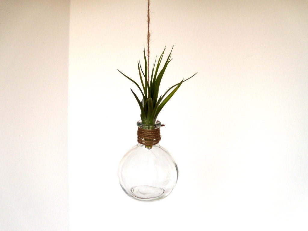 Hanging Glass Terrarium With Stricta Air Plant