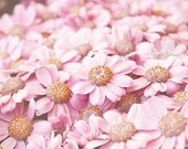 Spring Pinks- Pretty Pink Daisies- Nature Photography- Flower Photograph- Spring Flowers- 8x10 Floral Fine Art Wall Decor