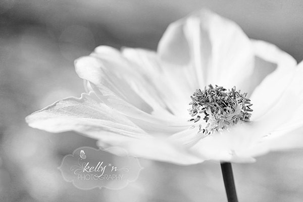 BW Poppy- Black and White Photography- Floral Photography- Monochromatic Print- Soft Grey Wall Art- White Poppy- 8x10 Fine Art Print