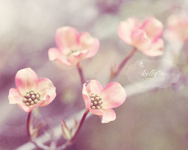 Bloom Doggies- Flower Photography- Pink Dogwood Spring Flowers- Flowering Tree Photograph- Pink Brown- 8x10 Fine Art Print