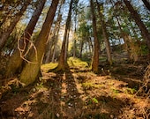 Conifer forest lit by the sun naturalistic landscape color fine art photo print - Sole nel Bosco