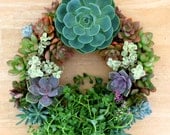 14" Succulent Living Wreath Perfect Unique Holiday Gift