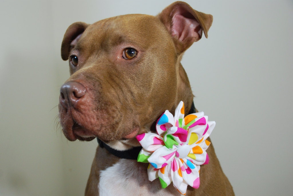 Flower for Dog Collar Polka Dot 