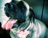 Spring Daisy in Pink Flowered Dog Collar Extra Large