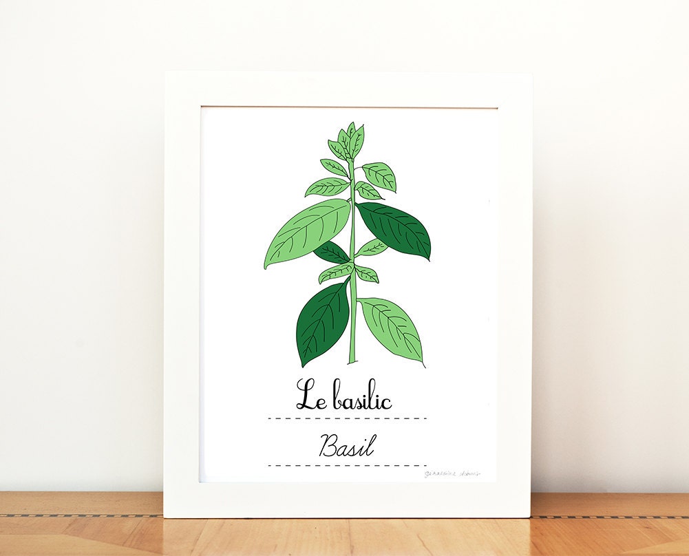 Kitchen Art Basil French Herbs print - 8x10 art print - Green Home decor Eco friendly Food Foodie Culinary Gourmet cook chef