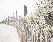 Vintage Sand Fence and White Flowers -  Fine Art Photo Ryder Beach Truro Cape Cod