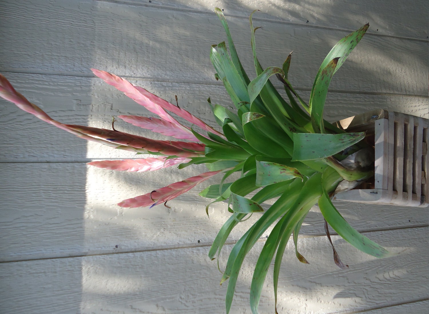 Tillandsia Deppeana