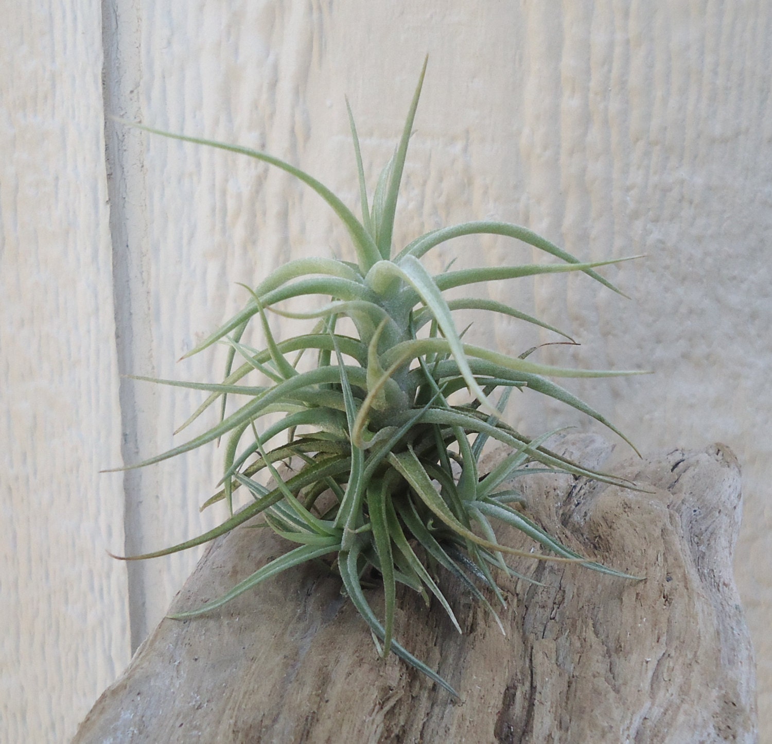 Tillandsia Bergeri Clump