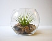 Air Plant Terrarium in Miniature Glass Bowl